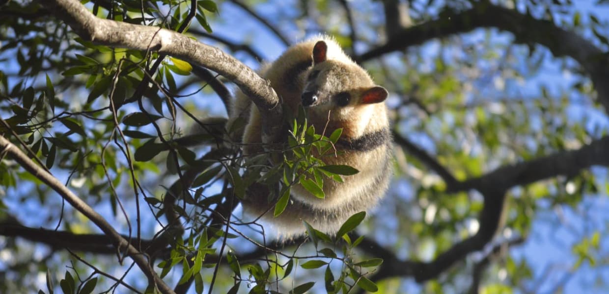 Imagen de portada para Rescataron a un oso melero en Oberá y lo liberaron en Salto Encantado