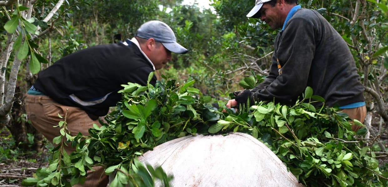 Imagen de portada para Acuerdo salarial para tareferos: aumentos, premios y la cuota del 2% oficializada