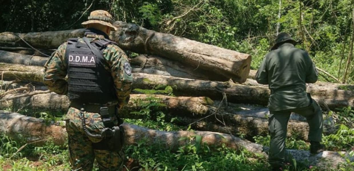Imagen de portada para Tras denuncias de comunidades Mbya, Ecología constata la tala de árboles nativos en Montecarlo y Fracrán