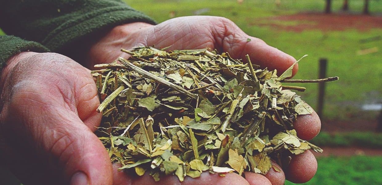 Imagen de portada para Yerbateros de Misiones suspenden zafra en rechazo a desregulación de Milei