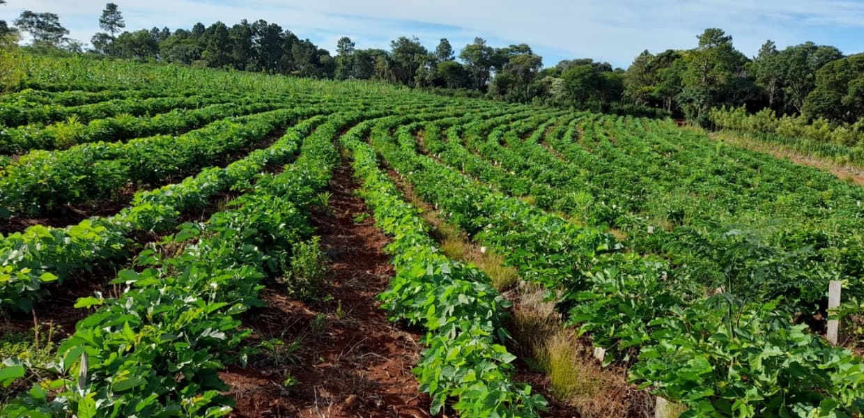 Imagen de portada para INYM en disputa: la yerba mate entre la desregulación y el vacío institucional