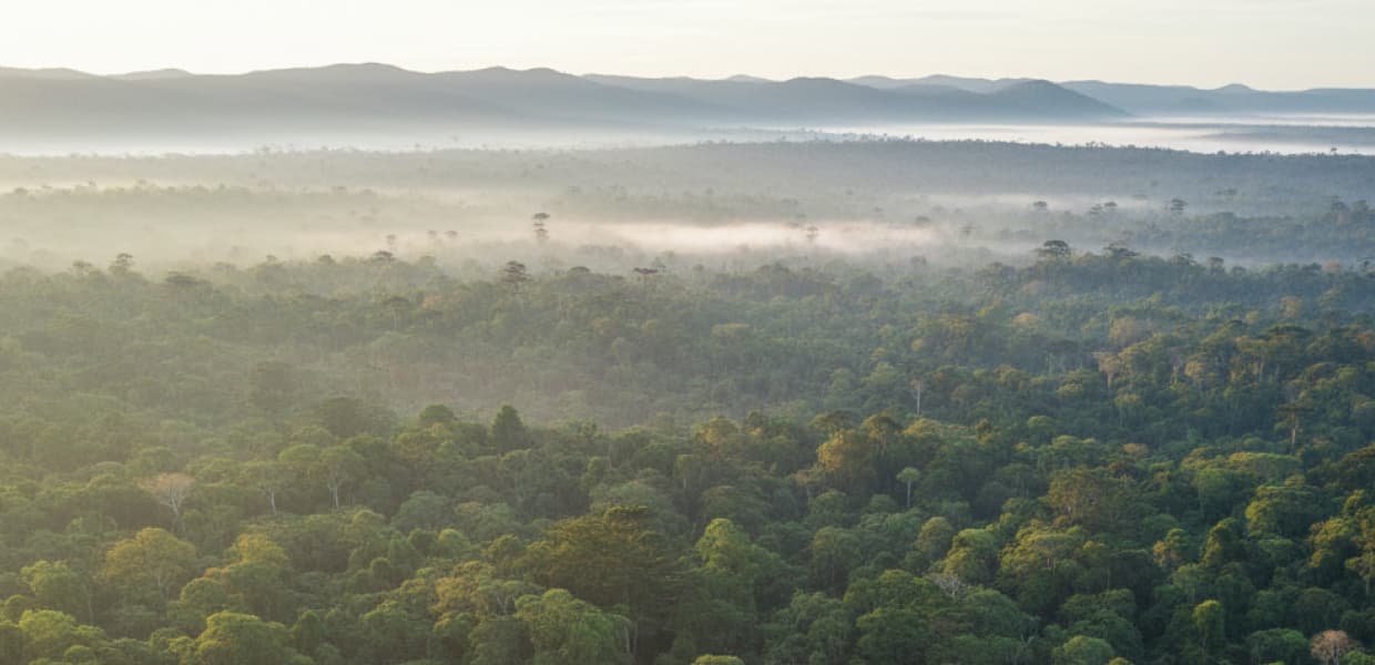 Imagen de portada para Reserva Yabotí en riesgo: burocracia pone en jaque el título de la UNESCO